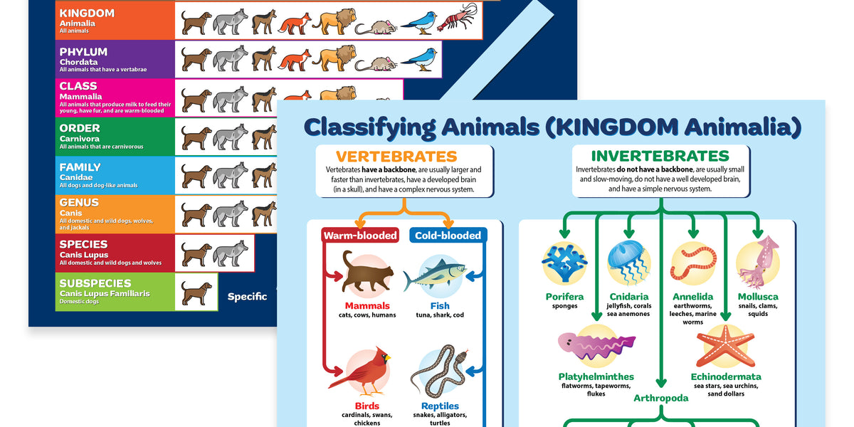 Animal Classification & Taxonomy — Laminated Poster 2-Pack — ZoCo Products