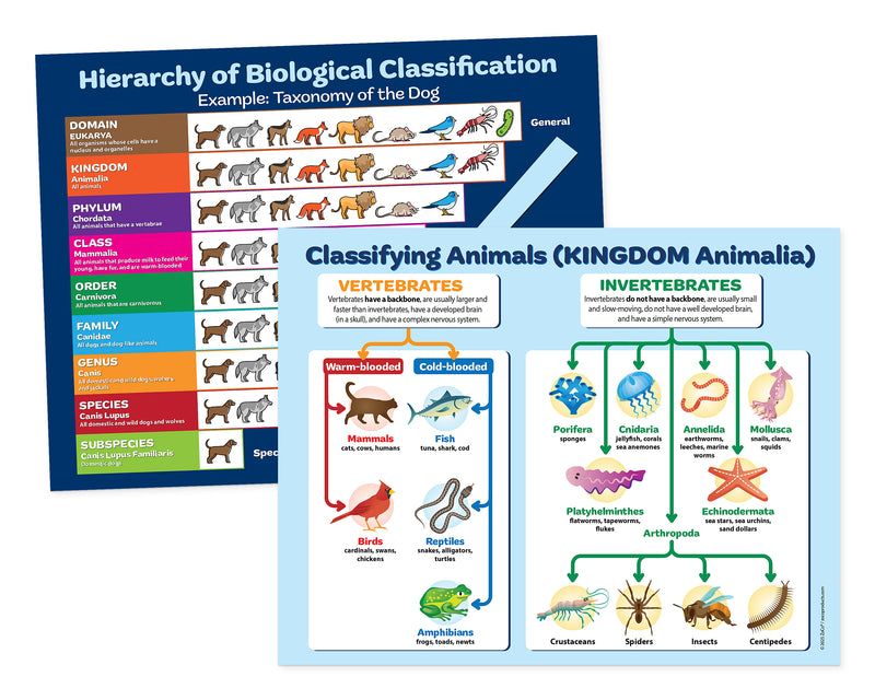 An educational poster titled 'Hierarchy of Biological Classification' showing taxonomic levels with animal illustrations, alongside a second panel titled 'Classifying Animals (Kingdom Animalia)' with vertebrates and invertebrates.