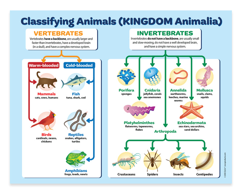 Educational chart classifying animals into vertebrates and invertebrates with illustrations and labels.