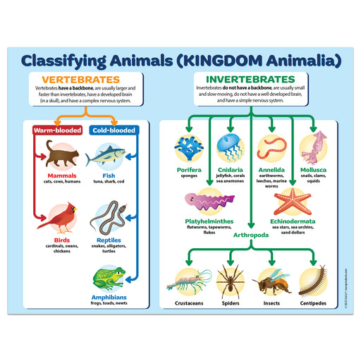 Abc Invertebrates Invertebrates Chart