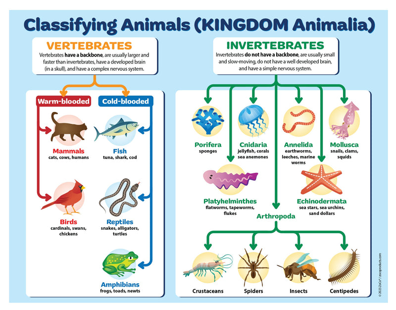 Classification of Animals Poster: Vertebrates & Invertebrates - 17"x22" - Laminated