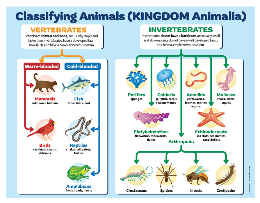 What Is Animal Kingdom Science At Lucille Stone Blog What Is Animal Kingdom Science At Lucille Stone Blog