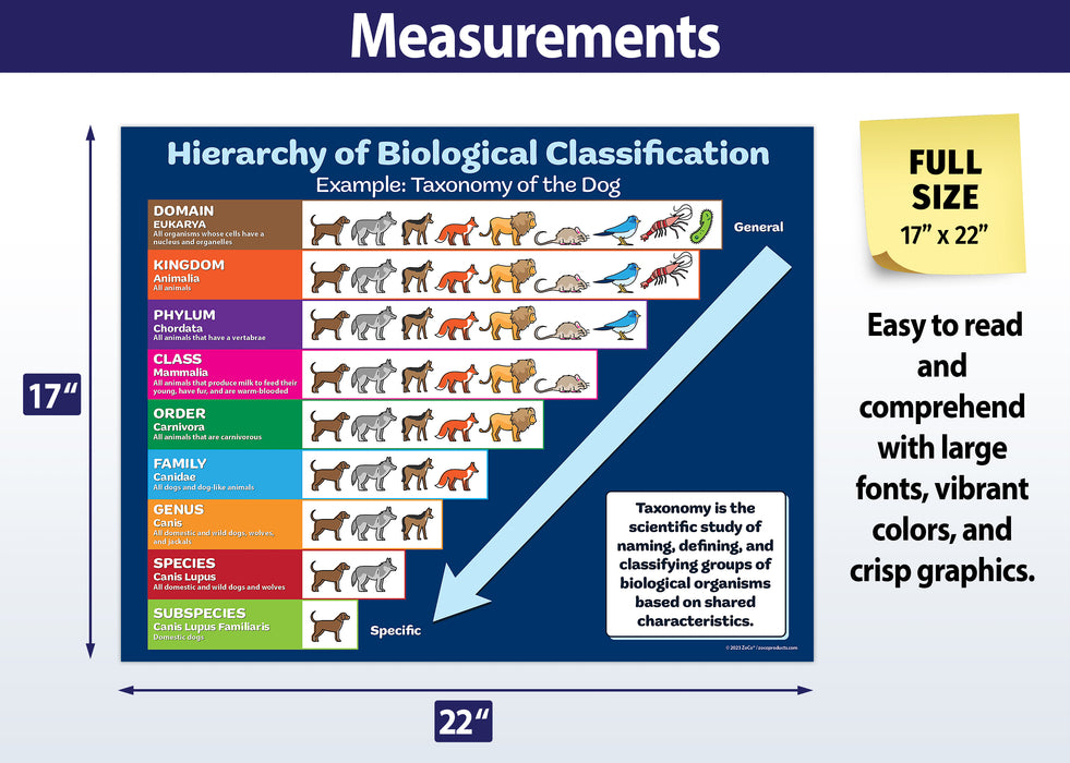 FULL SIZE POSTER - Measuring 17 x 22 inches, our Hierarchy of Biological Classification poster features crisp fonts, engaging graphics, and a clear layout