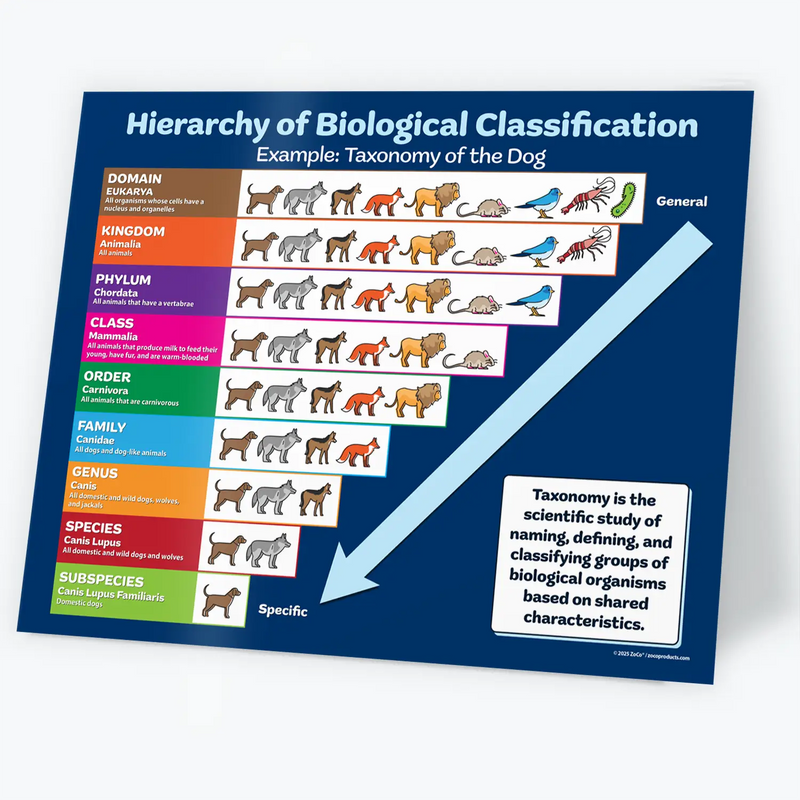Hierarchy of Biological Classification - Laminated Taxonomy Poster - 17"x22"