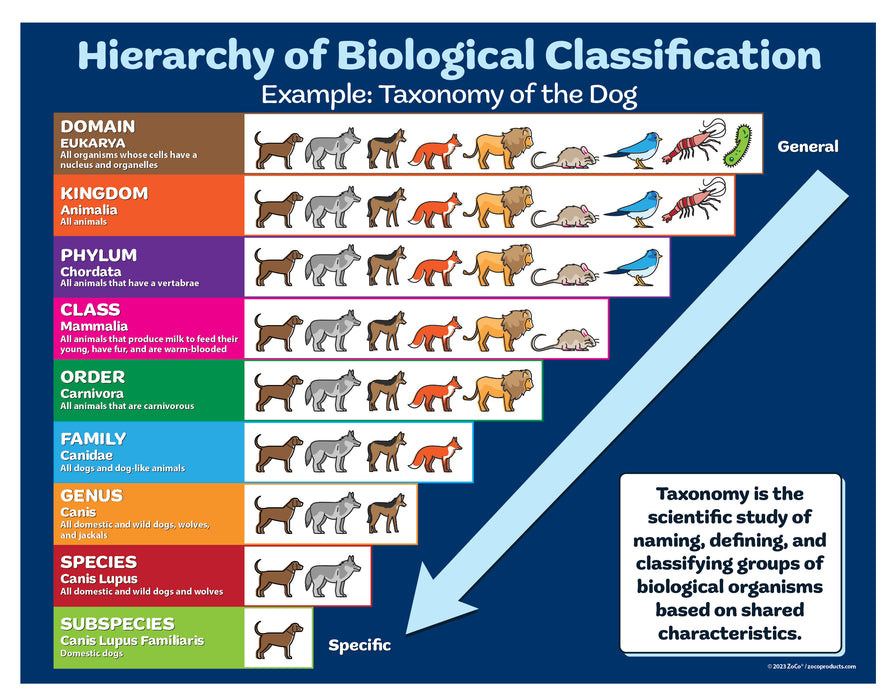 2 Pack: Hierarchy of Biological Classification (Taxonomy of the Dog) & Classifying Animals (Kingdom Animalia) - 17"x22" - Laminated