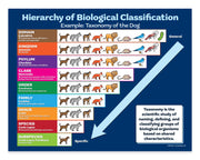 Hierarchy of Biological Classification chart for the dog, showing taxonomic levels with illustrations.